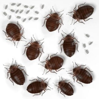 how long can baby bed bugs live without feeding?