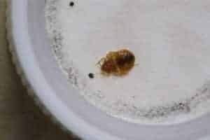 how long will bed bugs live without a human host?