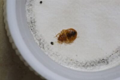 Bed Bugs Need To Feed Survive, How Long Can Bed Bugs Live In Encasements