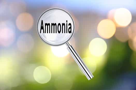 is ammonia good for bed bugs?