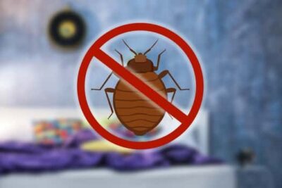 bed bug exterminator charlotte nc