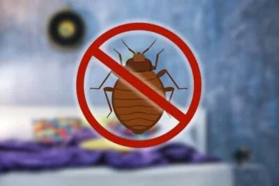 what happens after bed bug treatment?