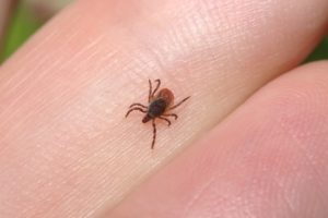 Do Bed Bugs and Ticks Look Similar? - Bed Bugs Insider
