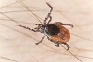 Do Bed Bugs and Ticks Look Similar? - Bed Bugs Insider