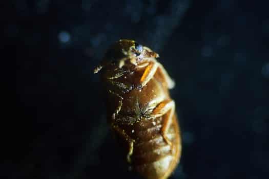 different bed bug species