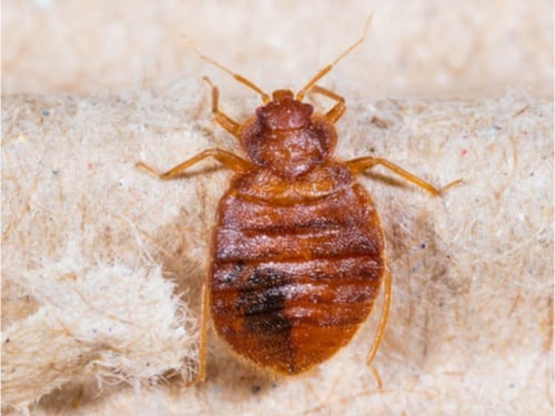 do bed bugs go dormant in winter?