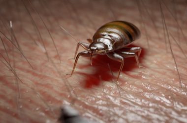 Male vs Female Bed Bug