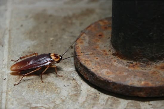 do cockroaches eat bed bugs?