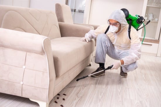 permethrin bed bugs treatment