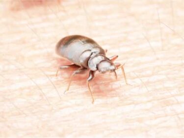 what's the difference between male and female bed bugs?