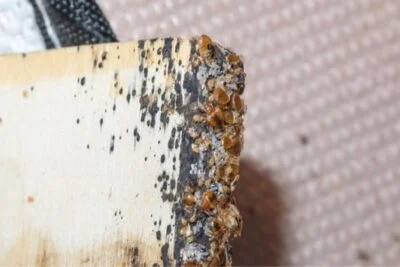 What Baby Bed Bugs Look Like