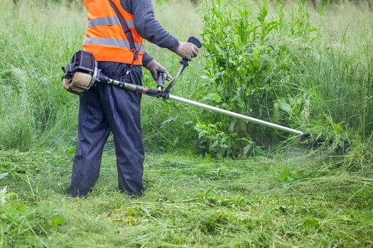 do bed bugs live in grass?