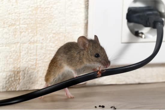 do mice cause bed bugs?