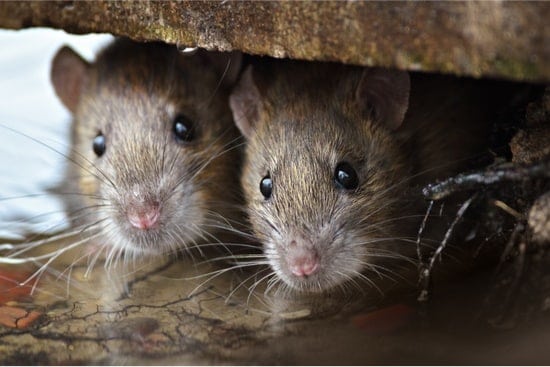 Do Mice And Rats Bring In Bed Bugs Bed Bugs Insider
