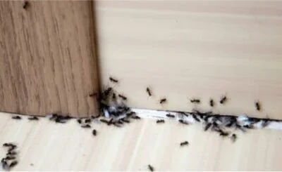 using ants to kill bed bugs