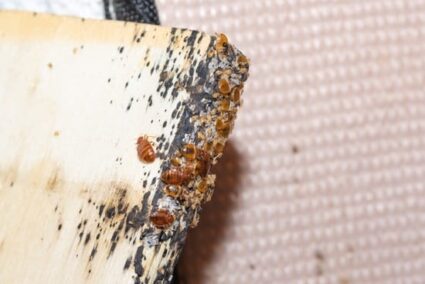 what color are baby bed bugs?