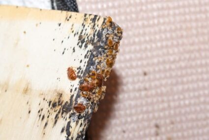 What Baby Bed Bugs Look Like Size Color Shells Bite Marks