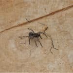 What’s the Difference Between Bed Bug Bites and Mosquito