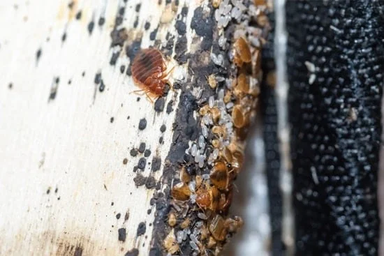are bed bug eggs hard like rice?