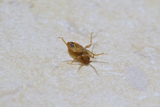 Bed Bugs Walk On Plastic Metal Tiles, Do Bed Bugs Hide In Plastic