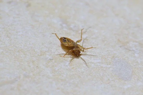 can bed bugs climb smooth surfaces?