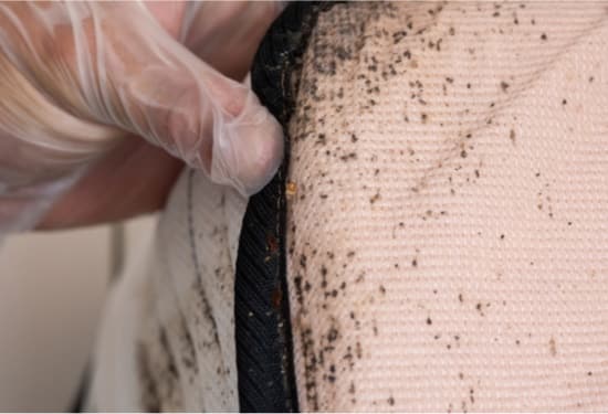can bed bugs swim in water?