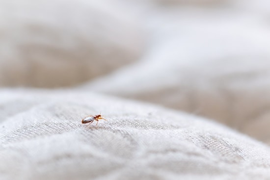 Bed Bugs in Bedding (Blankets, Sheets, Comforters) Detection + Removal
