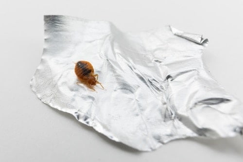 Bed Bugs Walk On Plastic Metal Tiles, Can Bed Bugs Live In Hardwood Floors