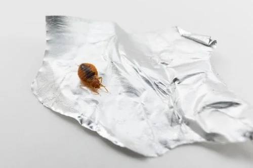 surfaces bed bugs can't climb