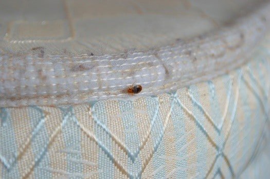 how long for bed bug bites to appear