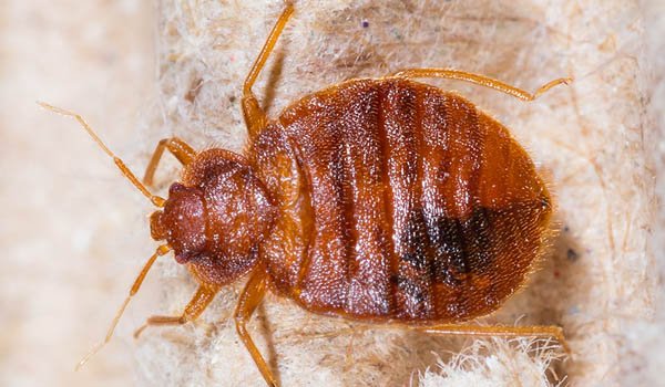 Bed bug oxygen