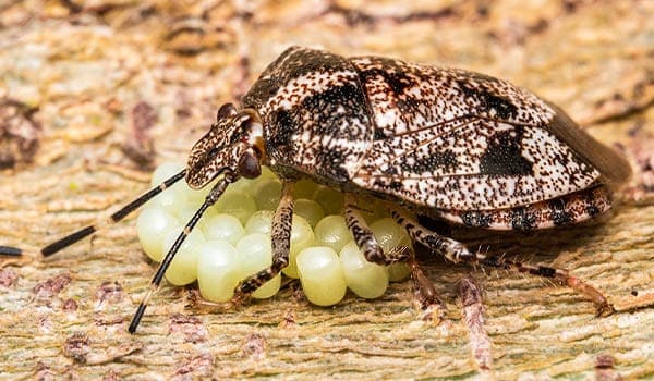 bed bug caring for eggs