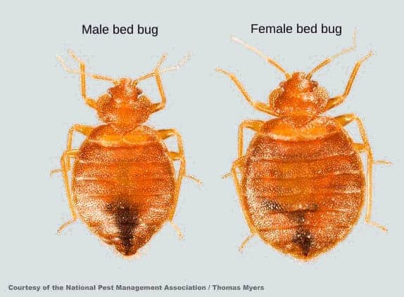 Difference between a male and a female bed bug